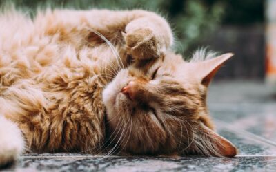 How You Can Modify Your Home To Help Your Arthritic Cat
