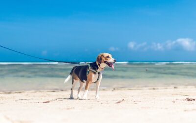 5 Steps to Help Your Pet Stay Safe and Cool This Summer