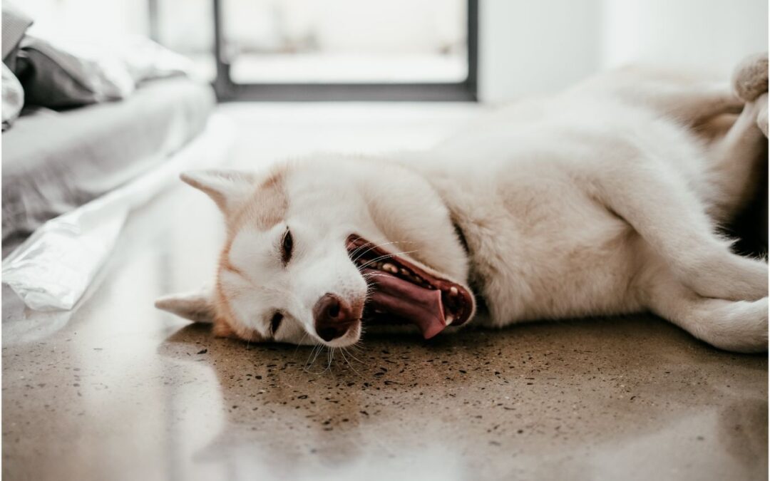 White Husky laying on ground while yawning
